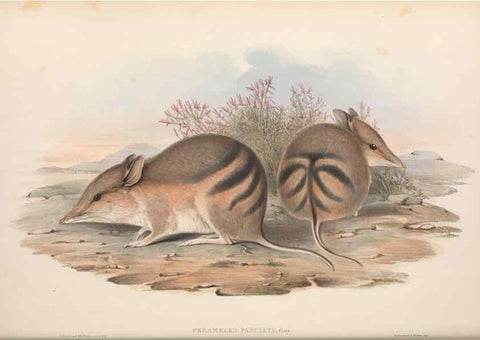 Reproducción/Reproduction 27216190061: The mammals of Australia.. London,Printed by Taylor and Francis, pub. by the author,1863.