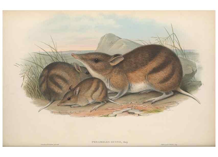 Reproducción/Reproduction 27286217235: The mammals of Australia.. London,Printed by Taylor and Francis, pub. by the author,1863.