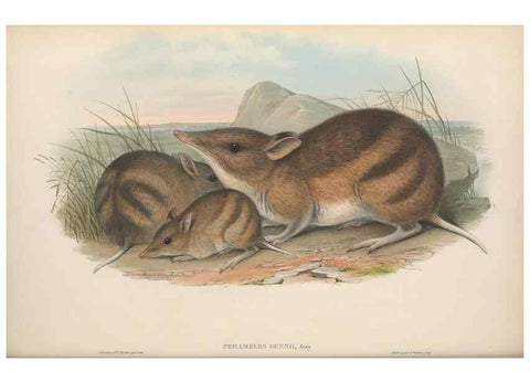 Reproducción/Reproduction 27286217235: The mammals of Australia.. London,Printed by Taylor and Francis, pub. by the author,1863.