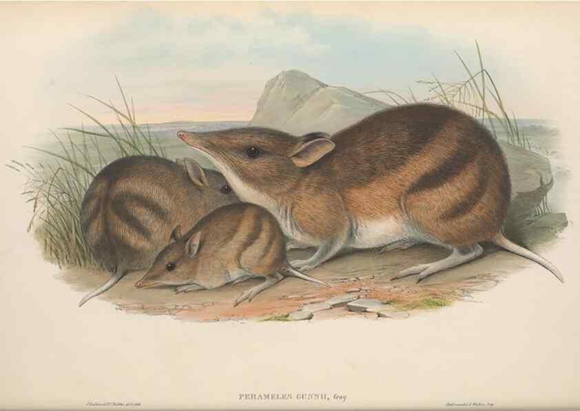 Reproducción/Reproduction 27286217235: The mammals of Australia.. London,Printed by Taylor and Francis, pub. by the author,1863.
