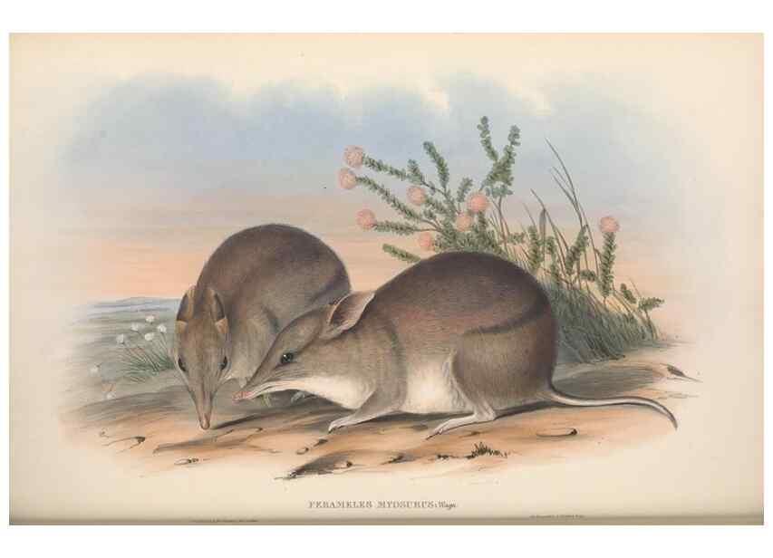 Reproducción/Reproduction 26679107724: The mammals of Australia.. London,Printed by Taylor and Francis, pub. by the author,1863.