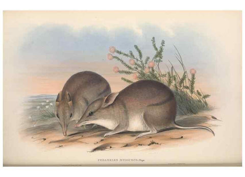 Reproducción/Reproduction 26679107724: The mammals of Australia.. London,Printed by Taylor and Francis, pub. by the author,1863.