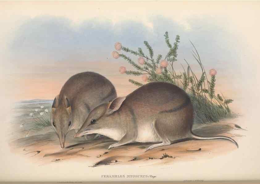 Reproducción/Reproduction 26679107724: The mammals of Australia.. London,Printed by Taylor and Francis, pub. by the author,1863.