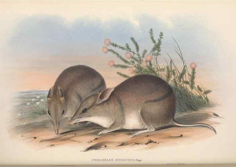 Reproducción/Reproduction 26679107724: The mammals of Australia.. London,Printed by Taylor and Francis, pub. by the author,1863.