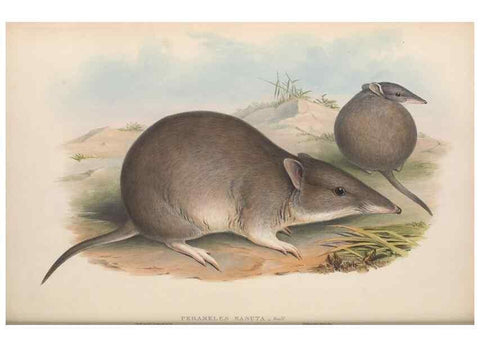 Reproducción/Reproduction 27010882890: The mammals of Australia.. London,Printed by Taylor and Francis, pub. by the author,1863.