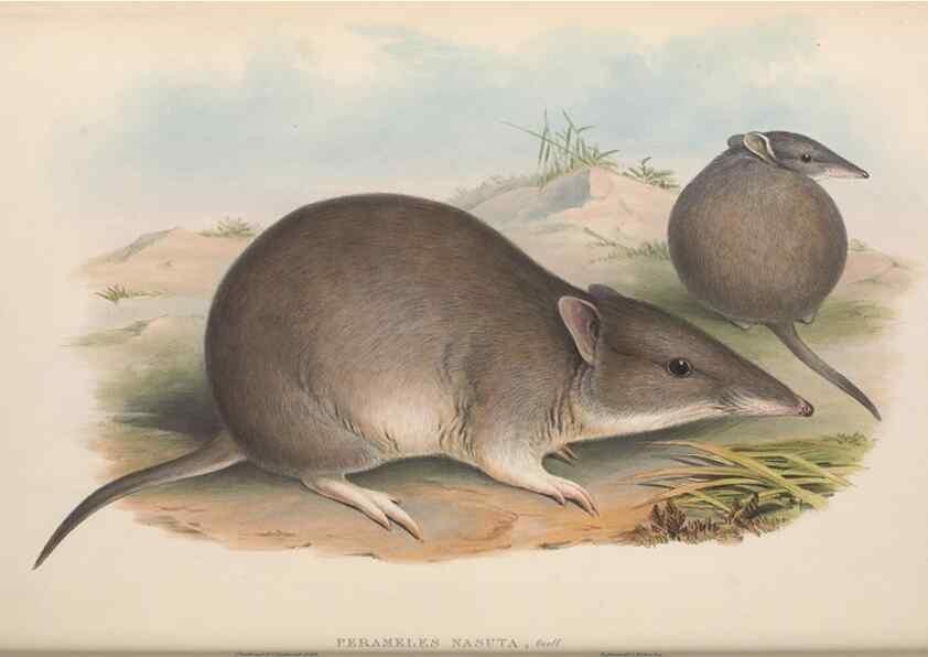 Reproducción/Reproduction 27010882890: The mammals of Australia.. London,Printed by Taylor and Francis, pub. by the author,1863.