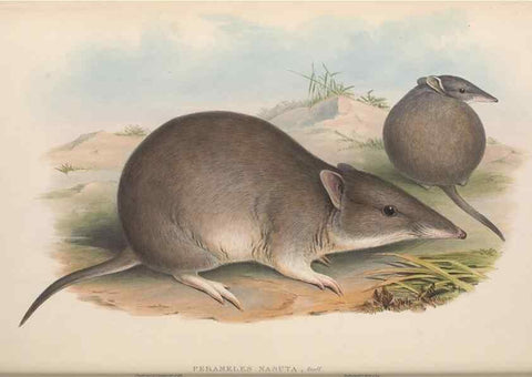Reproducción/Reproduction 27010882890: The mammals of Australia.. London,Printed by Taylor and Francis, pub. by the author,1863.