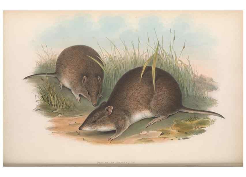 Reproducción/Reproduction 27010887670: The mammals of Australia.. London,Printed by Taylor and Francis, pub. by the author,1863.