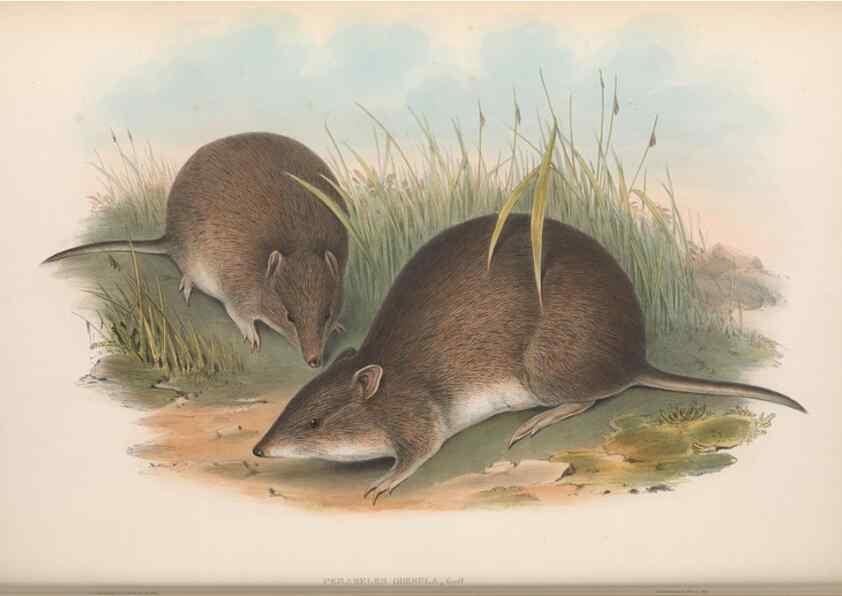 Reproducción/Reproduction 27010887670: The mammals of Australia.. London,Printed by Taylor and Francis, pub. by the author,1863.
