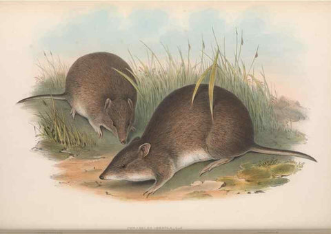 Reproducción/Reproduction 27010887670: The mammals of Australia.. London,Printed by Taylor and Francis, pub. by the author,1863.