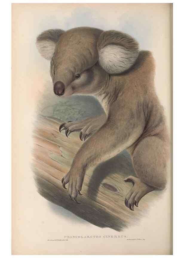 Reproducción/Reproduction 27010892590: The mammals of Australia.. London,Printed by Taylor and Francis, pub. by the author,1863.