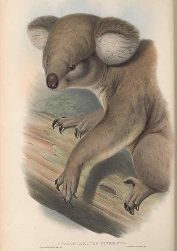 Reproducción/Reproduction 27010892590: The mammals of Australia.. London,Printed by Taylor and Francis, pub. by the author,1863.