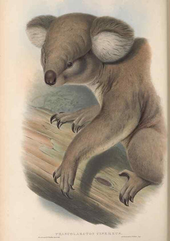 Reproducción/Reproduction 27010892590: The mammals of Australia.. London,Printed by Taylor and Francis, pub. by the author,1863.