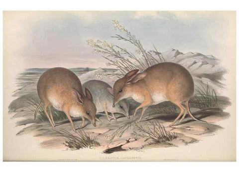 Reproducción/Reproduction 27216179191: The mammals of Australia.. London,Printed by Taylor and Francis, pub. by the author,1863.