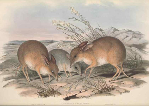 Reproducción/Reproduction 27216179191: The mammals of Australia.. London,Printed by Taylor and Francis, pub. by the author,1863.
