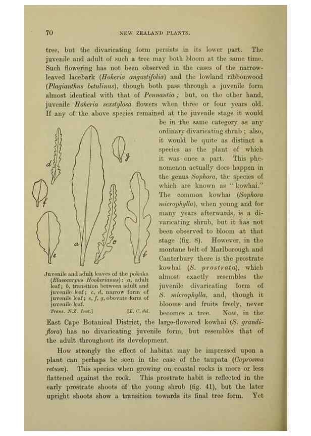 Reproducción/Reproduction 26926084150: New Zealand plants and their story.. Wellington, N.Z.,M.F. Marks, Govt. Printer,1919.