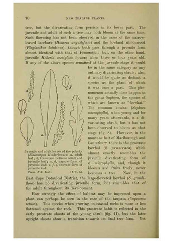 Reproducción/Reproduction 26926084150: New Zealand plants and their story.. Wellington, N.Z.,M.F. Marks, Govt. Printer,1919.