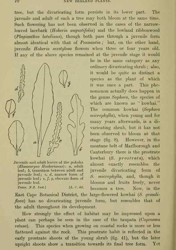 Reproducción/Reproduction 26926084150: New Zealand plants and their story.. Wellington, N.Z.,M.F. Marks, Govt. Printer,1919.