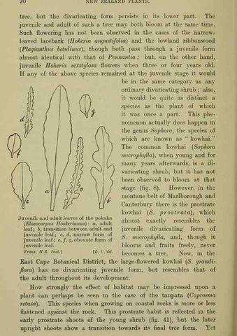 Reproducción/Reproduction 26926084150: New Zealand plants and their story.. Wellington, N.Z.,M.F. Marks, Govt. Printer,1919.