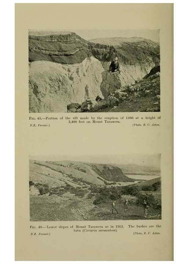 Reproducción/Reproduction 26594659754: New Zealand plants and their story.. Wellington, N.Z.,M.F. Marks, Govt. Printer,1919.