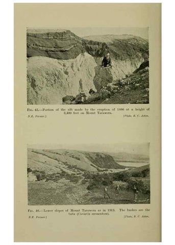 Reproducción/Reproduction 26594659754: New Zealand plants and their story.. Wellington, N.Z.,M.F. Marks, Govt. Printer,1919.