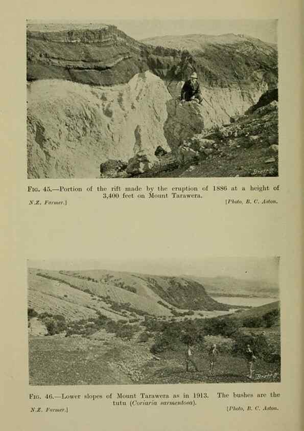 Reproducción/Reproduction 26594659754: New Zealand plants and their story.. Wellington, N.Z.,M.F. Marks, Govt. Printer,1919.