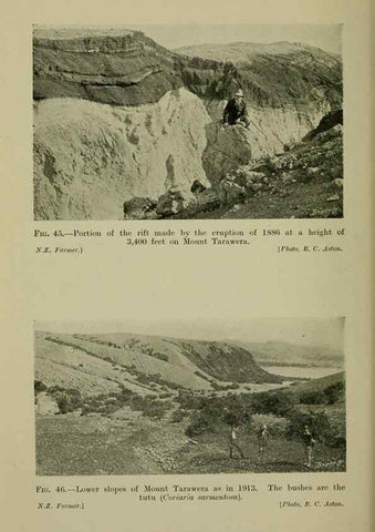 Reproducción/Reproduction 26594659754: New Zealand plants and their story.. Wellington, N.Z.,M.F. Marks, Govt. Printer,1919.