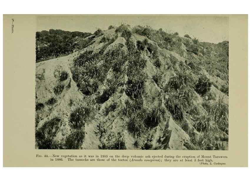 Reproducción/Reproduction 27104706272: New Zealand plants and their story.. Wellington, N.Z.,M.F. Marks, Govt. Printer,1919.