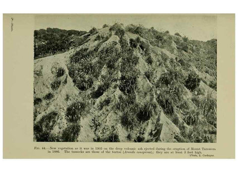 Reproducción/Reproduction 27104706272: New Zealand plants and their story.. Wellington, N.Z.,M.F. Marks, Govt. Printer,1919.