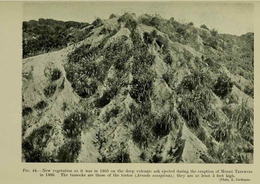 Reproducción/Reproduction 27104706272: New Zealand plants and their story.. Wellington, N.Z.,M.F. Marks, Govt. Printer,1919.