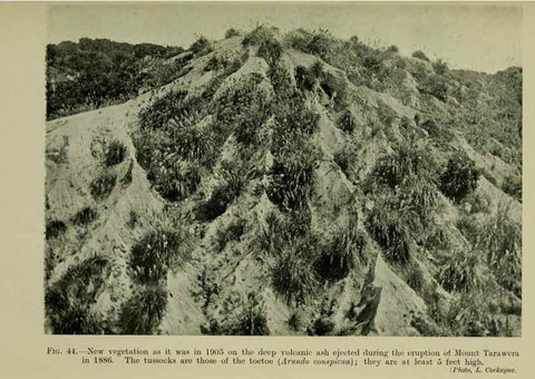 Reproducción/Reproduction 27104706272: New Zealand plants and their story.. Wellington, N.Z.,M.F. Marks, Govt. Printer,1919.