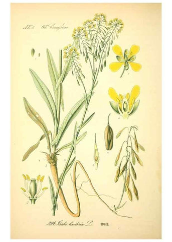 Reproducción/Reproduction 26527907814: Prof. Dr. Thomé's Flora von Deutschland, Österreich und der Schweiz, in Wort und Bild, für Schule und Haus ; mit ... Tafeln ... von Walter Müller.. Gera-Untermhaus :F.E. Köhler,1886-1934.