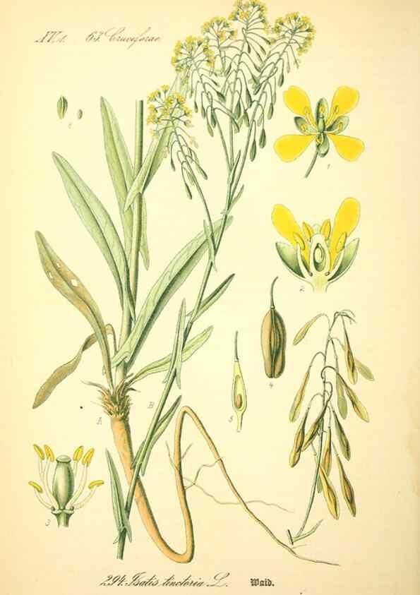 Reproducción/Reproduction 26527907814: Prof. Dr. Thomé's Flora von Deutschland, Österreich und der Schweiz, in Wort und Bild, für Schule und Haus ; mit ... Tafeln ... von Walter Müller.. Gera-Untermhaus :F.E. Köhler,1886-1934.