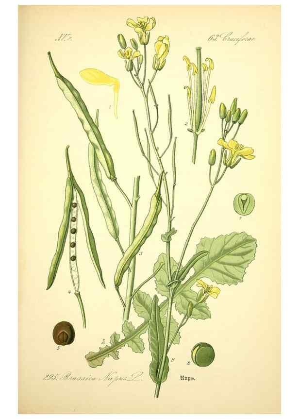 Reproducción/Reproduction 27100262806: Prof. Dr. Thomé's Flora von Deutschland, Österreich und der Schweiz, in Wort und Bild, für Schule und Haus ; mit ... Tafeln ... von Walter Müller.. Gera-Untermhaus :F.E. Köhler,1886-1934.