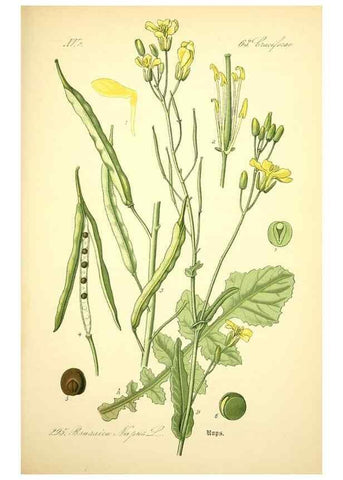 Reproducción/Reproduction 27100262806: Prof. Dr. Thomé's Flora von Deutschland, Österreich und der Schweiz, in Wort und Bild, für Schule und Haus ; mit ... Tafeln ... von Walter Müller.. Gera-Untermhaus :F.E. Köhler,1886-1934.