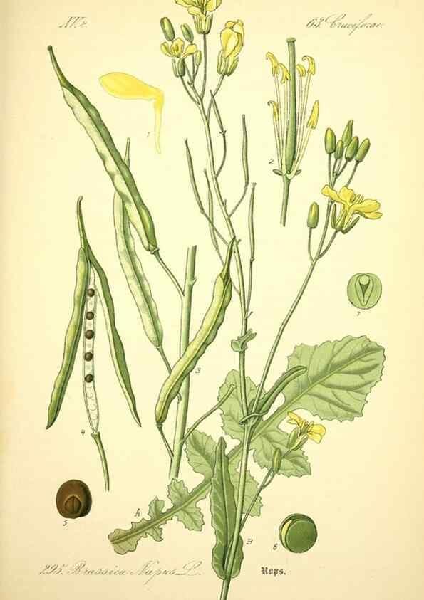 Reproducción/Reproduction 27100262806: Prof. Dr. Thomé's Flora von Deutschland, Österreich und der Schweiz, in Wort und Bild, für Schule und Haus ; mit ... Tafeln ... von Walter Müller.. Gera-Untermhaus :F.E. Köhler,1886-1934.