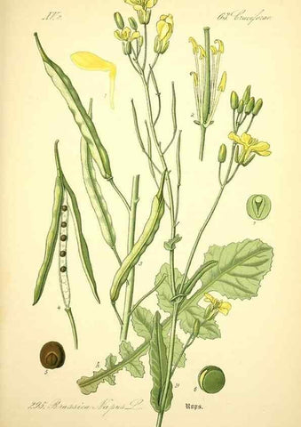 Reproducción/Reproduction 27100262806: Prof. Dr. Thomé's Flora von Deutschland, Österreich und der Schweiz, in Wort und Bild, für Schule und Haus ; mit ... Tafeln ... von Walter Müller.. Gera-Untermhaus :F.E. Köhler,1886-1934.
