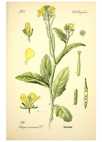 Reproducción/Reproduction 27133859225: Prof. Dr. Thomé's Flora von Deutschland, Österreich und der Schweiz, in Wort und Bild, für Schule und Haus ; mit ... Tafeln ... von Walter Müller.. Gera-Untermhaus :F.E. Köhler,1886-1934.