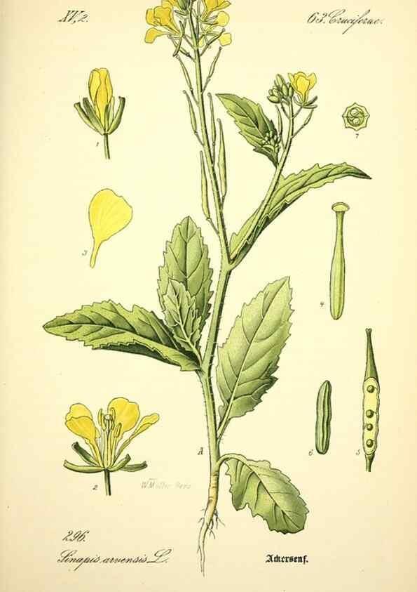 Reproducción/Reproduction 27133859225: Prof. Dr. Thomé's Flora von Deutschland, Österreich und der Schweiz, in Wort und Bild, für Schule und Haus ; mit ... Tafeln ... von Walter Müller.. Gera-Untermhaus :F.E. Köhler,1886-1934.