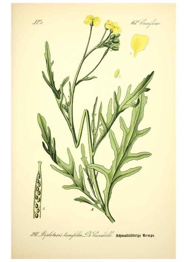Reproducción/Reproduction 27065193761: Prof. Dr. Thomé's Flora von Deutschland, Österreich und der Schweiz, in Wort und Bild, für Schule und Haus ; mit ... Tafeln ... von Walter Müller.. Gera-Untermhaus :F.E. Köhler,1886-1934.