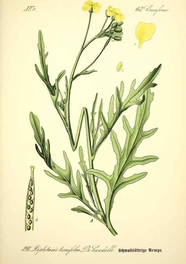 Reproducción/Reproduction 27065193761: Prof. Dr. Thomé's Flora von Deutschland, Österreich und der Schweiz, in Wort und Bild, für Schule und Haus ; mit ... Tafeln ... von Walter Müller.. Gera-Untermhaus :F.E. Köhler,1886-1934.