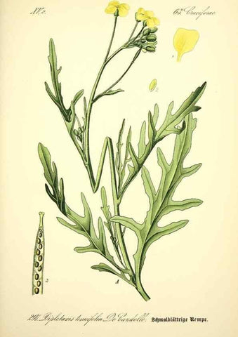 Reproducción/Reproduction 27065193761: Prof. Dr. Thomé's Flora von Deutschland, Österreich und der Schweiz, in Wort und Bild, für Schule und Haus ; mit ... Tafeln ... von Walter Müller.. Gera-Untermhaus :F.E. Köhler,1886-1934.