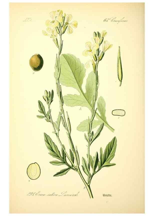 Reproducción/Reproduction 27100273676: Prof. Dr. Thomé's Flora von Deutschland, Österreich und der Schweiz, in Wort und Bild, für Schule und Haus ; mit ... Tafeln ... von Walter Müller.. Gera-Untermhaus :F.E. Köhler,1886-1934.