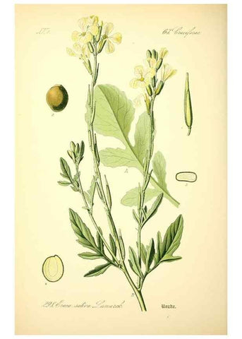 Reproducción/Reproduction 27100273676: Prof. Dr. Thomé's Flora von Deutschland, Österreich und der Schweiz, in Wort und Bild, für Schule und Haus ; mit ... Tafeln ... von Walter Müller.. Gera-Untermhaus :F.E. Köhler,1886-1934.