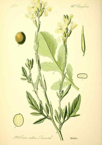 Reproducción/Reproduction 27100273676: Prof. Dr. Thomé's Flora von Deutschland, Österreich und der Schweiz, in Wort und Bild, für Schule und Haus ; mit ... Tafeln ... von Walter Müller.. Gera-Untermhaus :F.E. Köhler,1886-1934.