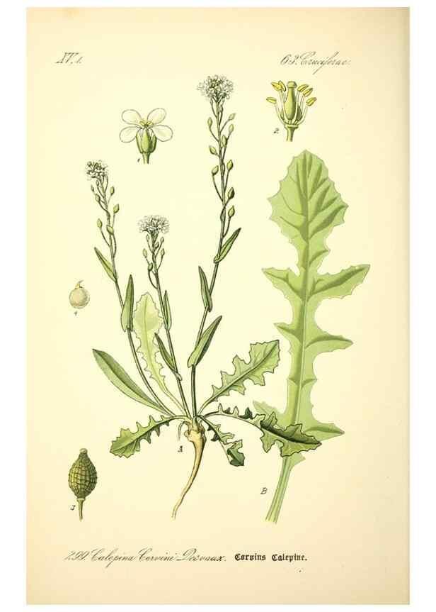 Reproducción/Reproduction 27038835172: Prof. Dr. Thomé's Flora von Deutschland, Österreich und der Schweiz, in Wort und Bild, für Schule und Haus ; mit ... Tafeln ... von Walter Müller.. Gera-Untermhaus :F.E. Köhler,1886-1934.