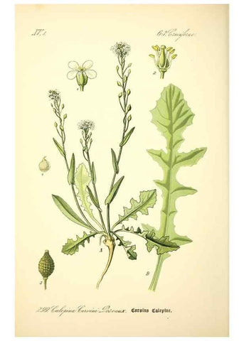 Reproducción/Reproduction 27038835172: Prof. Dr. Thomé's Flora von Deutschland, Österreich und der Schweiz, in Wort und Bild, für Schule und Haus ; mit ... Tafeln ... von Walter Müller.. Gera-Untermhaus :F.E. Köhler,1886-1934.