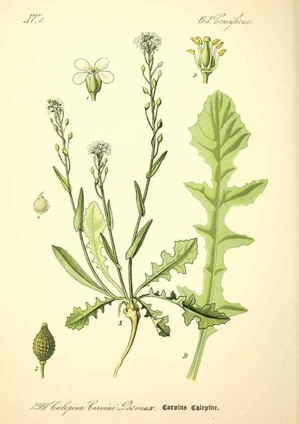 Reproducción/Reproduction 27038835172: Prof. Dr. Thomé's Flora von Deutschland, Österreich und der Schweiz, in Wort und Bild, für Schule und Haus ; mit ... Tafeln ... von Walter Müller.. Gera-Untermhaus :F.E. Köhler,1886-1934.