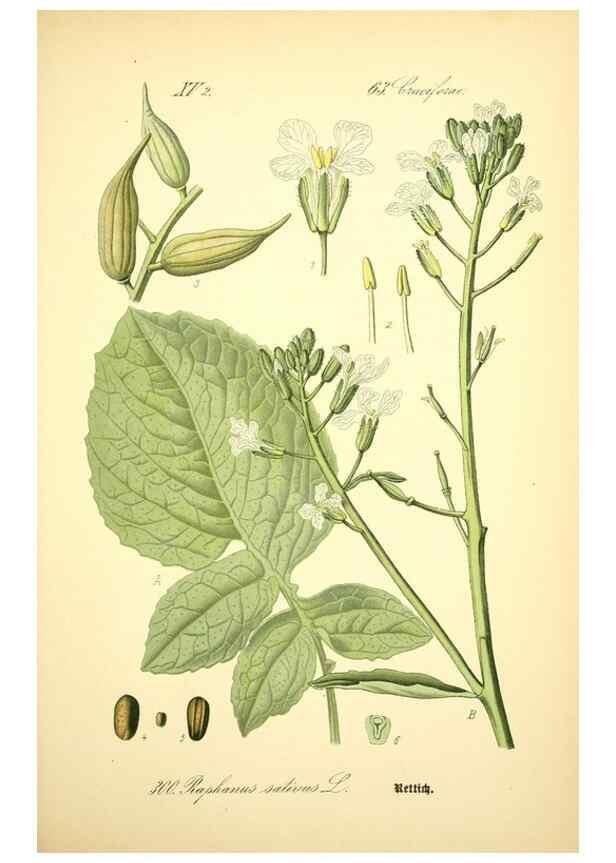 Reproducción/Reproduction 26859320760: Prof. Dr. Thomé's Flora von Deutschland, Österreich und der Schweiz, in Wort und Bild, für Schule und Haus ; mit ... Tafeln ... von Walter Müller.. Gera-Untermhaus :F.E. Köhler,1886-1934.