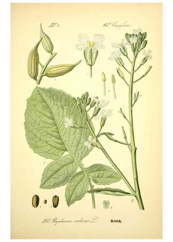 Reproducción/Reproduction 26859320760: Prof. Dr. Thomé's Flora von Deutschland, Österreich und der Schweiz, in Wort und Bild, für Schule und Haus ; mit ... Tafeln ... von Walter Müller.. Gera-Untermhaus :F.E. Köhler,1886-1934.